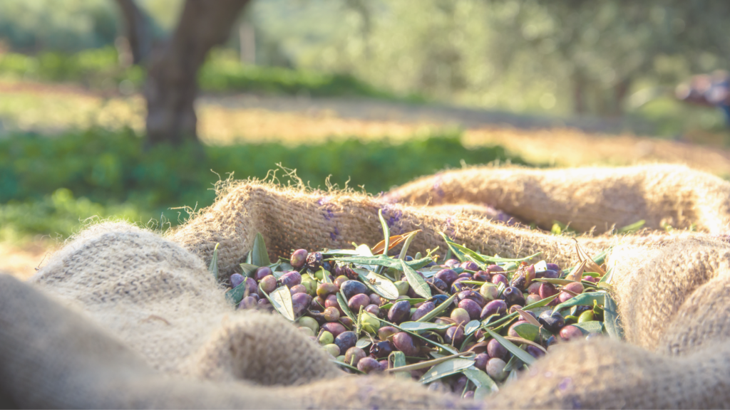 aceite de oliva
